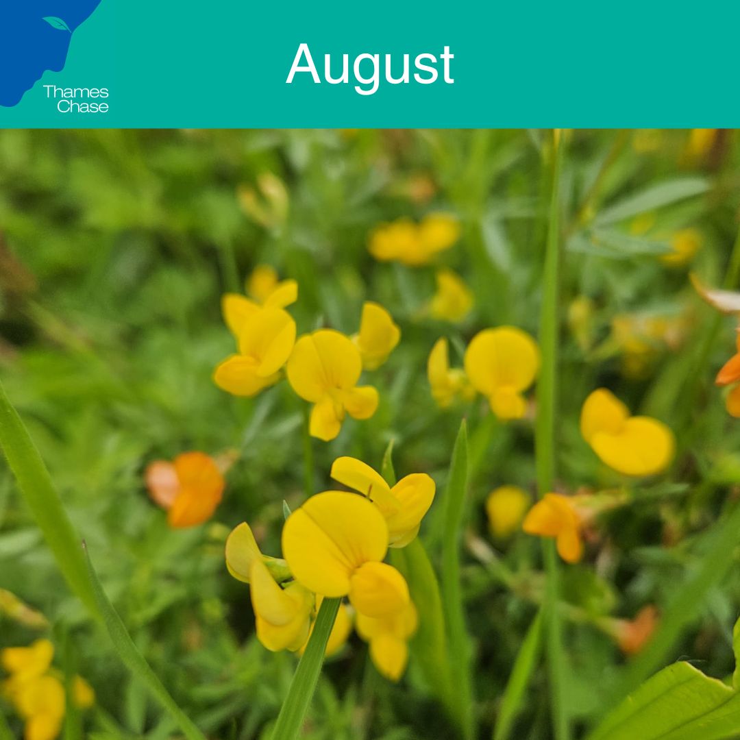 Thames Chase (@thames_chase) on Twitter photo What a delightful splash of yellow we have here! Common bird's-foot trefoil is an excellent foodplant for many species of caterpillar and bumblebee so we are overjoyed to see it in our grassy areas here at Thames Chase Forest Centre. #thameschase <a href="/Thames_beat/">Thames Chase Woodlands - Forestry England</a> What a delightful splash of yellow we have here! Common bird's-foot trefoil is an excellent foodplant for many species of caterpillar and bumblebee so we are overjoyed to see it in our grassy areas here at Thames Chase Forest Centre. #thameschase <a href="/Thames_beat/">Thames Chase Woodlands - Forestry England</a>