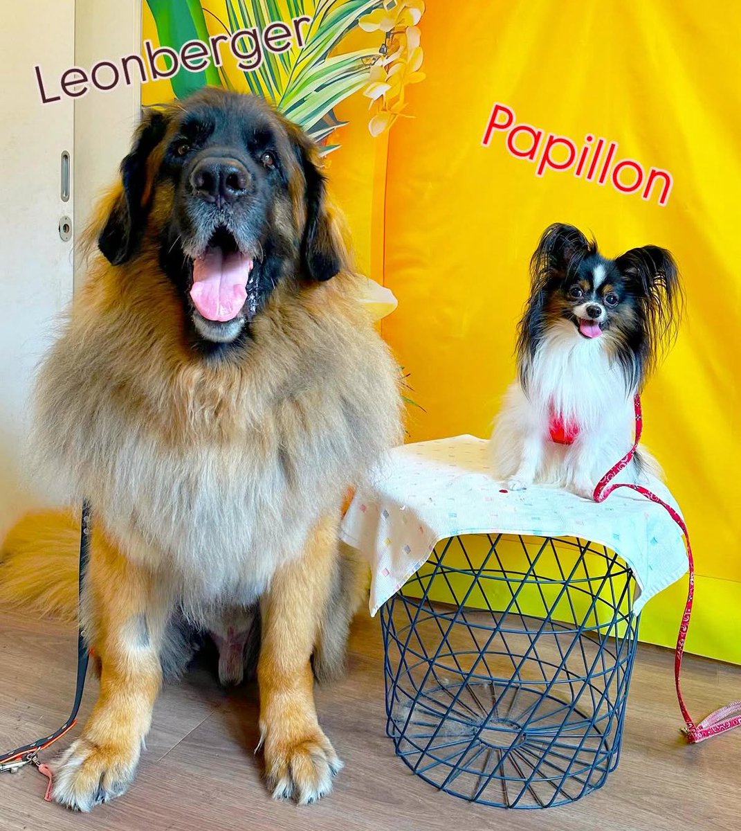 よいお盆休みを🐶🐶🎶

#パピヨン
#レオンベルガー

体重約30倍👏