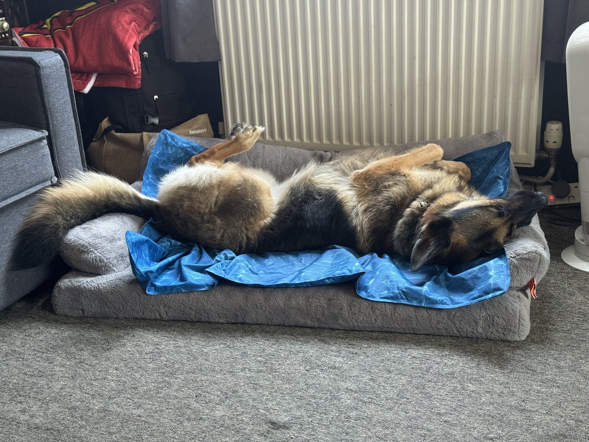 telb1's tweet photo. This is my #dogs in the #world of luxury
And then there’s me! https://t.co/gPpxo0dgf1
