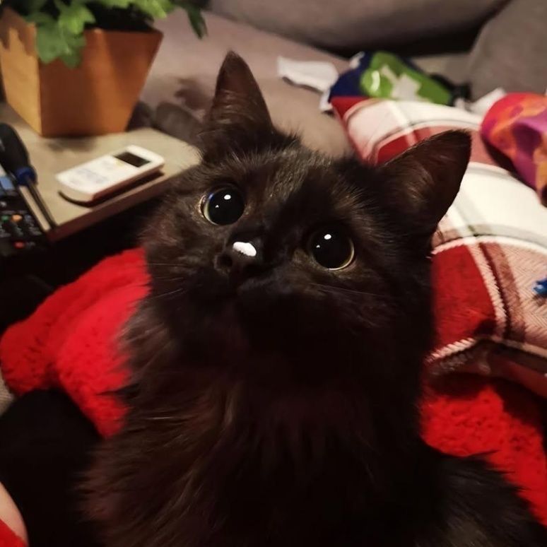 Black cats are not bad luck tweet media