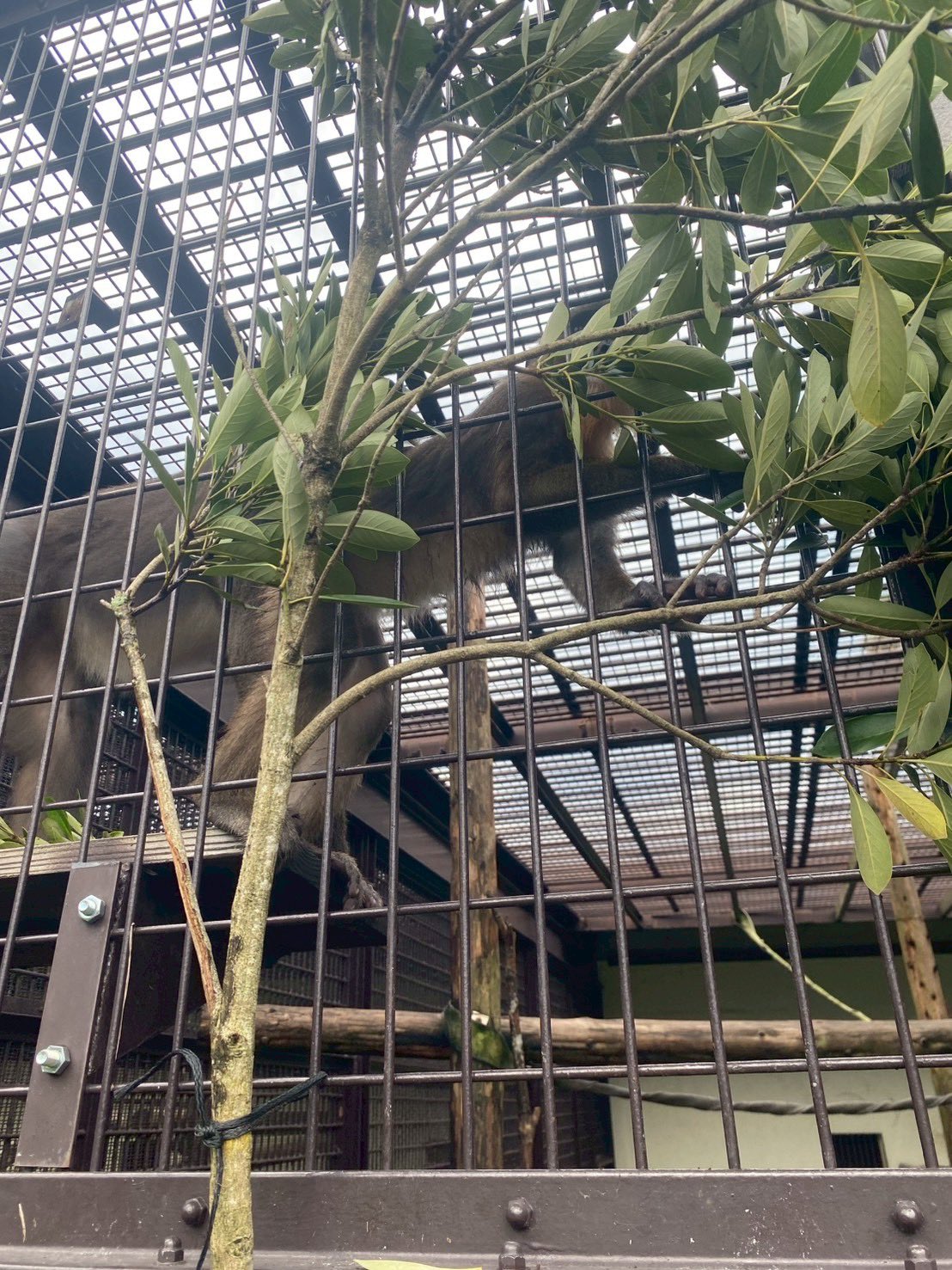 【中古】 新・宮崎の帰化植物/宮日文化情報センター/荒木徳蔵 caption.jpg?w=200&h=-1&s=1