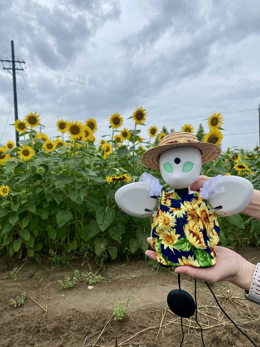 稲沢市千代田地区のひまわり畑を見に行きました。

一面のひまわり。きれいでした。

ひまわりコーデのOriHimeも見に来てくれていました（病気や障がいなどを理由にその場に参加できない人が、遠く離れた場所に参加できる分身ロボット）