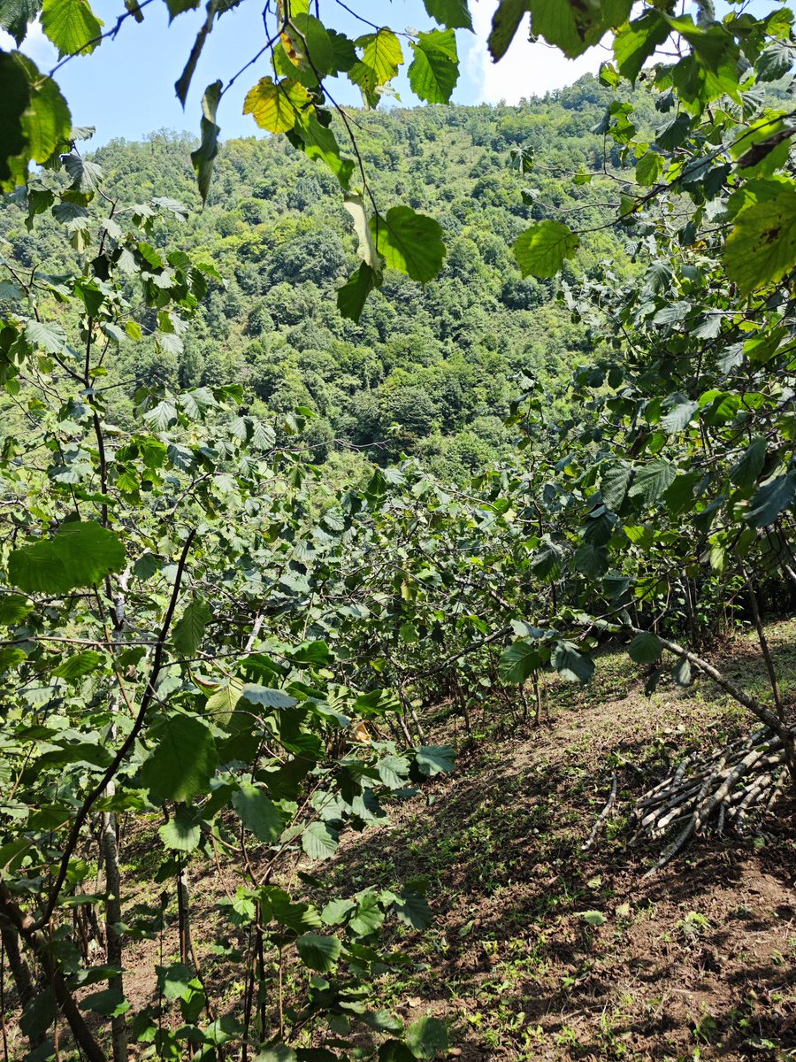 burda da çalışır mı abi