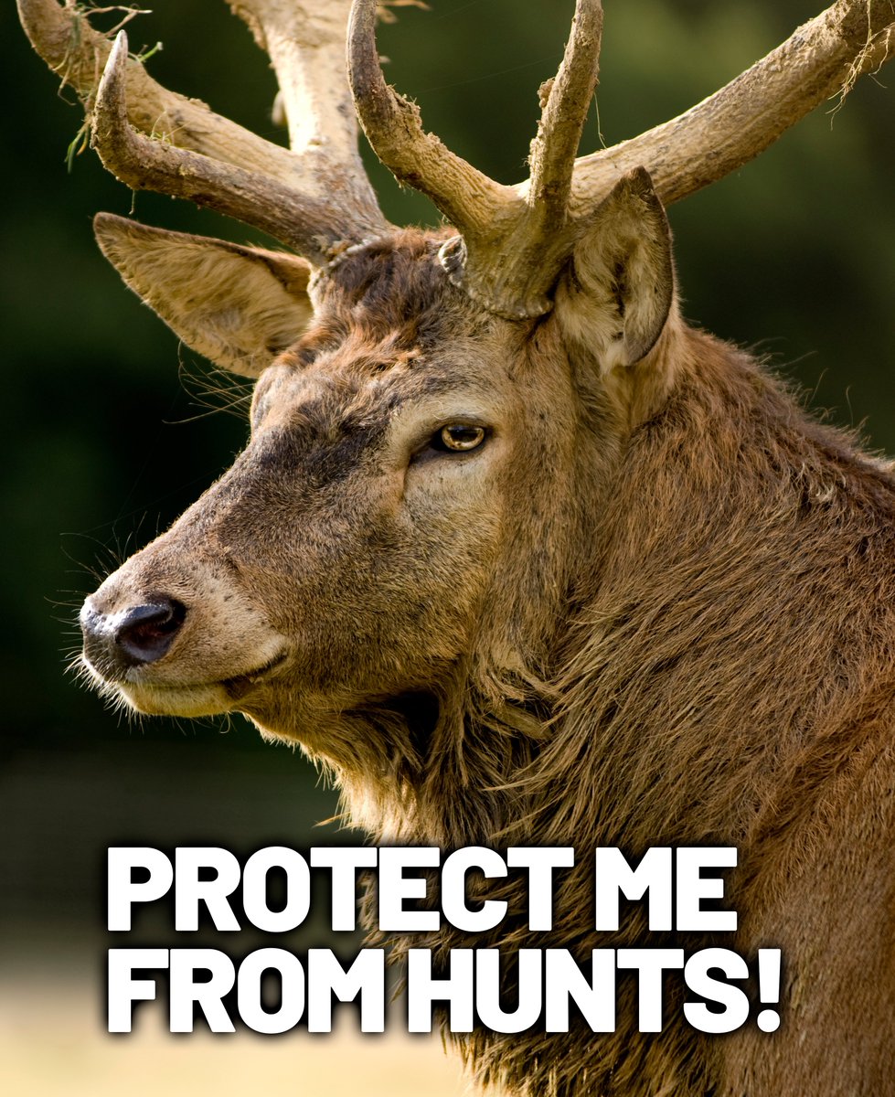 ProtectTheWild_'s tweet photo. Stag hunts are barbaric, outdated, and cruel. Chasing terrified animals for sport isn't tradition, it's animal abuse. Time to end this horrific spectacle once and for all.

Follow us if you agree! https://t.co/UNJzxhKCv8