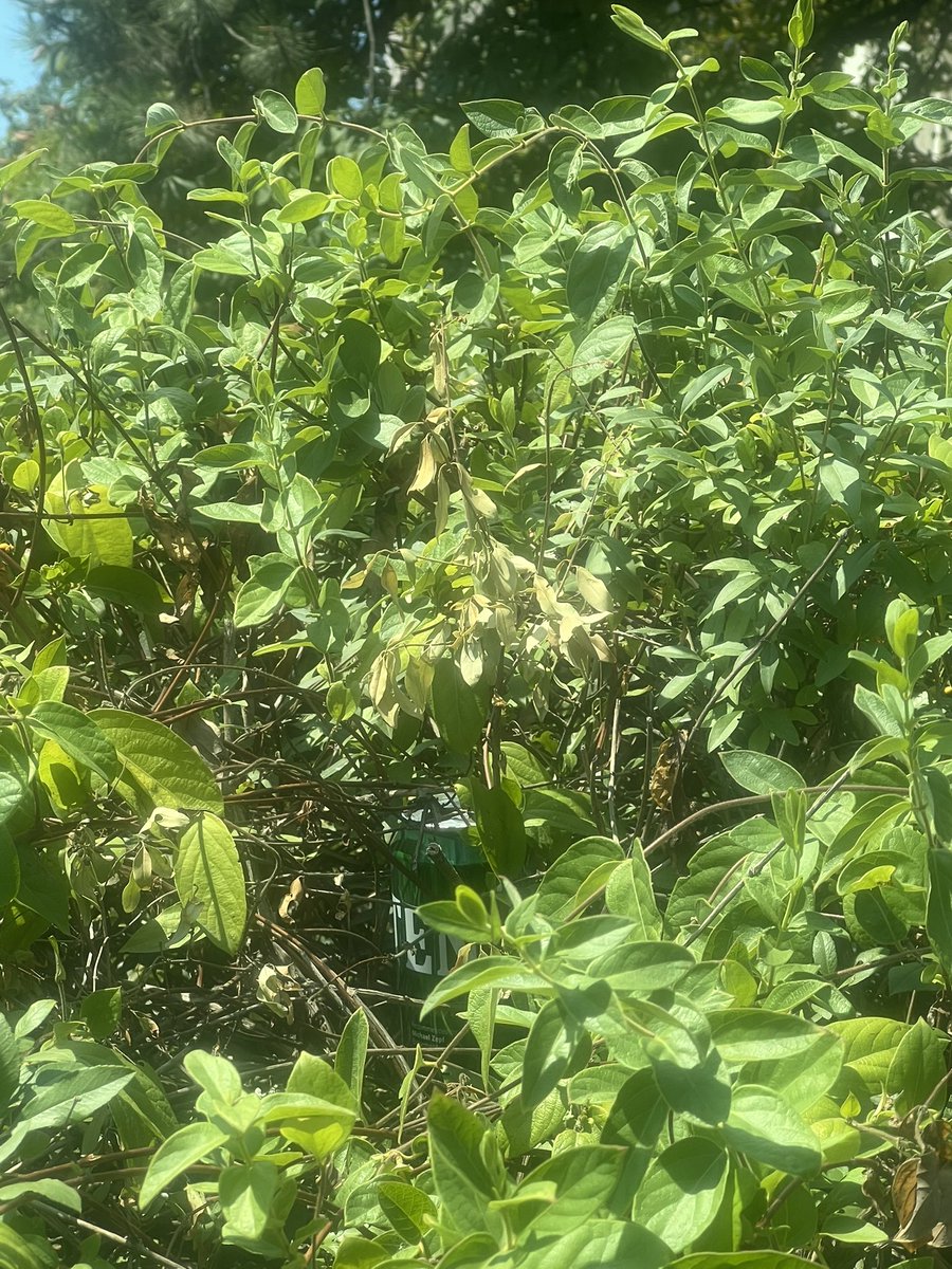 Mlad prilepcanec se krie vo ovaa Skopska grmushka