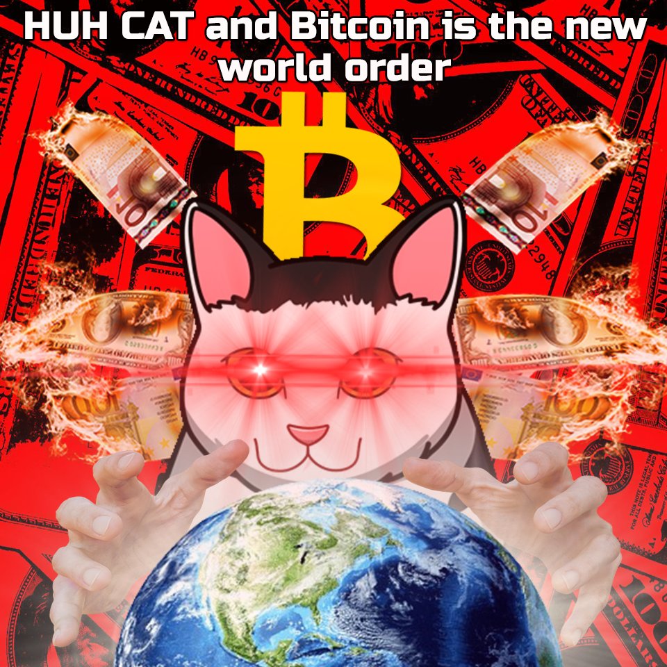 Huh The Viral Cat tweet media