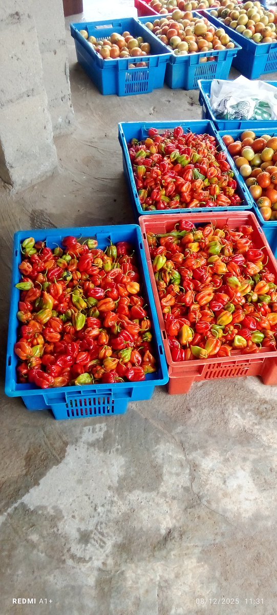 SaaondoV51620's tweet photo. Harvest day @ nfgcs..
it's our first harvest of the week, the next harvest comes up on Friday. and we are expecting something big than ever.
If u are interested in any of our products, place your order now before it's late.
#pepper&tomatoes4sale@
#NFGCSFarmEstate https://t.co/7yb9RfKtIt