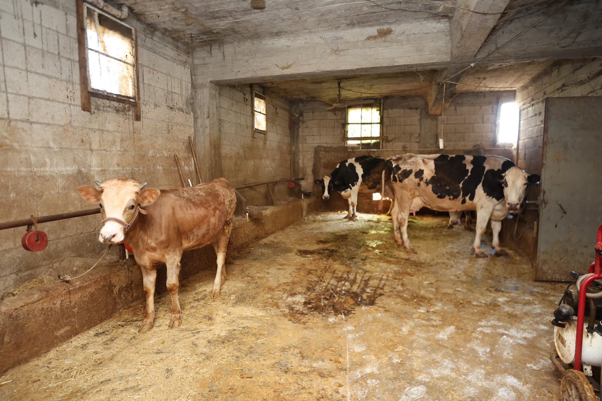 Hibe desteğimizle Yıldız ablamıza verdiğimiz 2 inek, onun azmi ve emeğiyle bugün 17’ye ulaştı.

Hayvanlarına gözü gibi bakan bu çalışkan ailemizin, alın teriyle büyüttüğü üretime Gaziantep Milletvekilimiz <a href="/deryabakbak27/">Doç. Dr. DERYA BAKBAK 🇹🇷</a> ve İlçe Başkanımız <a href="/avmehmettiryaki/">Av.Mehmet TİRYAKİ</a> ile birlikte şahit