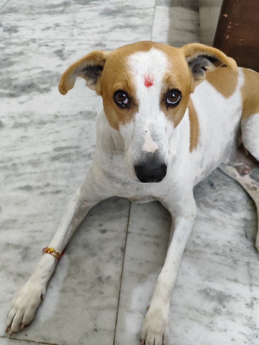 All those  who are protesting against the #SC ruling in matter of #StreetDog  must first adopt one &amp; show their love &amp; care. Dog bite incidences are increasing &amp; we need to find a way out. Yes, the shelter home must be of desired quality &amp; upkeep as #AnimalLivesMatter too.