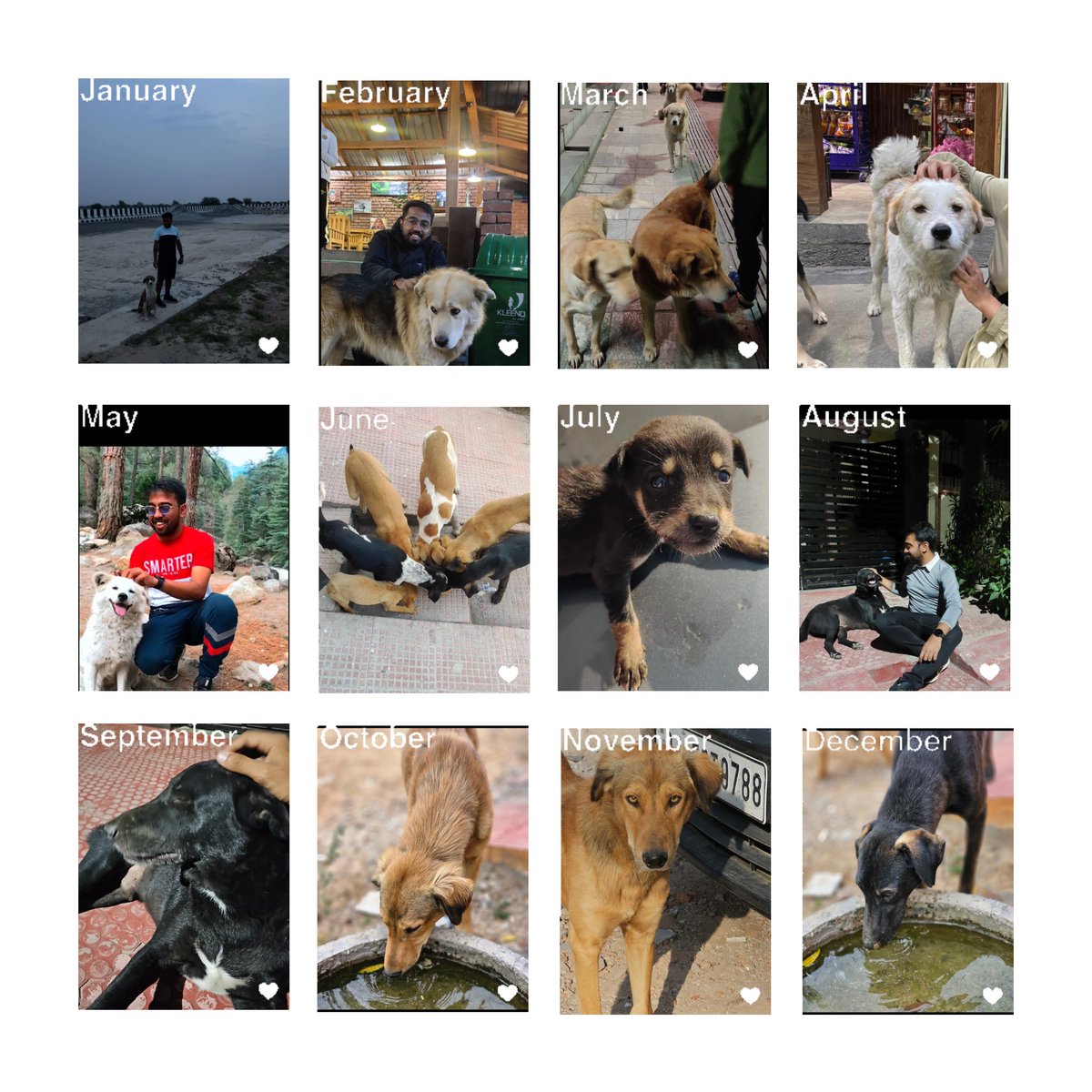 rishabpatni007's tweet photo. @sid_bigboss these .any street dogs I have met in last two years and I havent seen any of these aggresive or attacking anyone. What moronic decision by court and who gave them right without anyone being consulted. This is the end of compassion and seems like a biased descision. https://t.co/V9dBZd44v0