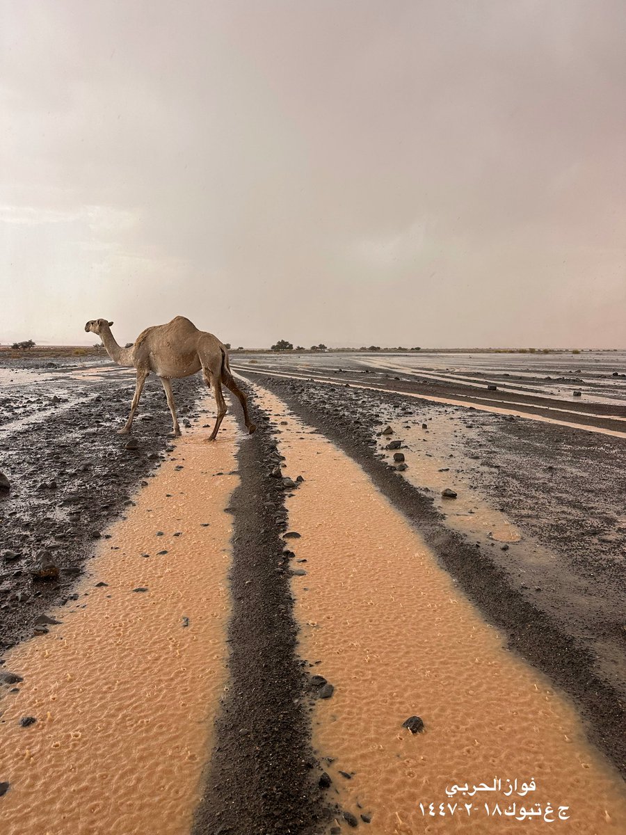 الأجواء الأن ج غ #تبوك 😍