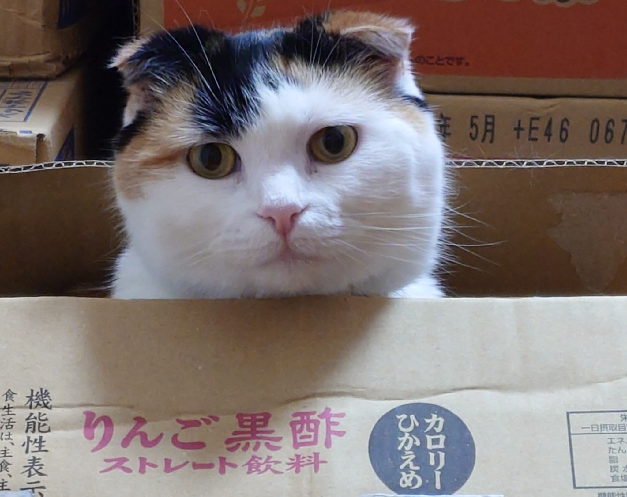【三匹の黒猫⚠︎プロフ必読】りんごワンピース maxresdefault.jpg