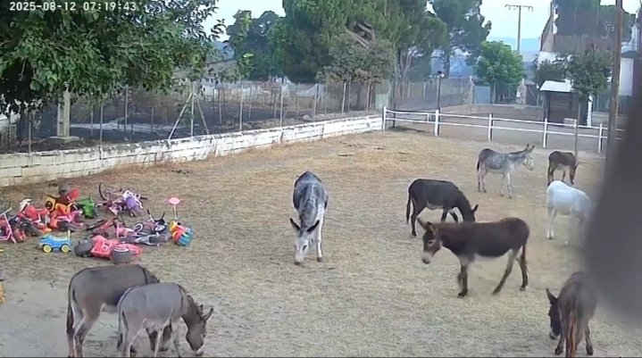 Escucho en radio que los burritos de Burrolandia están bien porque lo ven a traves de cámaras. Caballos, ovejas, y animales en granjas industriales han muerto. Cómo no hay un Plan de Evacuación? Vemos si se queman o no por las cámaras?

NO son cosas, son seres vivos #IFTresCantos
