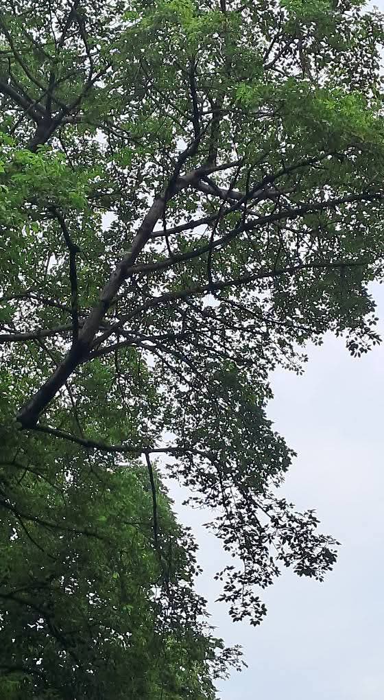 lightseekerusha's tweet image. The world's noise hushed,
a thousand leaves whisper,
filtering the sky's light
into a quiet green.
Peace held in the branches. 🌳

#NaturePoetry #Trees #Canopy #Leaves #NatureLover #Peaceful #Reflective #Contemplation #Greenery #MindfulMoments #Serenity #Calm #Sky