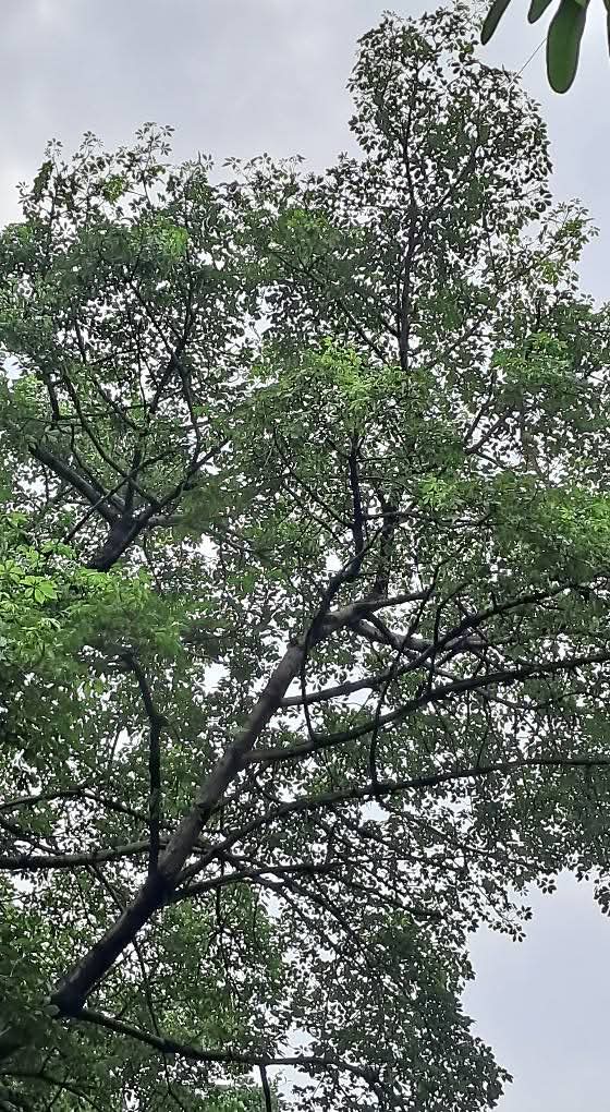 lightseekerusha's tweet image. The world's noise hushed,
a thousand leaves whisper,
filtering the sky's light
into a quiet green.
Peace held in the branches. 🌳

#NaturePoetry #Trees #Canopy #Leaves #NatureLover #Peaceful #Reflective #Contemplation #Greenery #MindfulMoments #Serenity #Calm #Sky