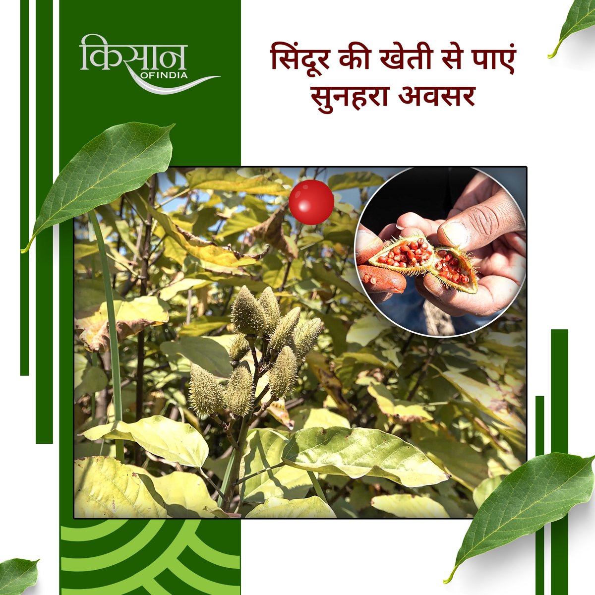KisanofIndia's tweet photo. सिंदूर के पौधे की खेती से किसान शुद्ध ऑर्गेनिक सिंदूर, गुलाल और फ़ूड कलर बना सकते हैं, जिसकी बाज़ार में अच्छी मांग रहती है।
#Kisanofindia #Farming #Agriculture #SindoorFarming #OrganicSindoor #GulalProduction #NaturalColors #FoodColorBusiness #HerbalSindoor #OrganicGulal #NaturalColorExtraction #SindoorProcessing #OrganicBusiness #SindoorKeFayde