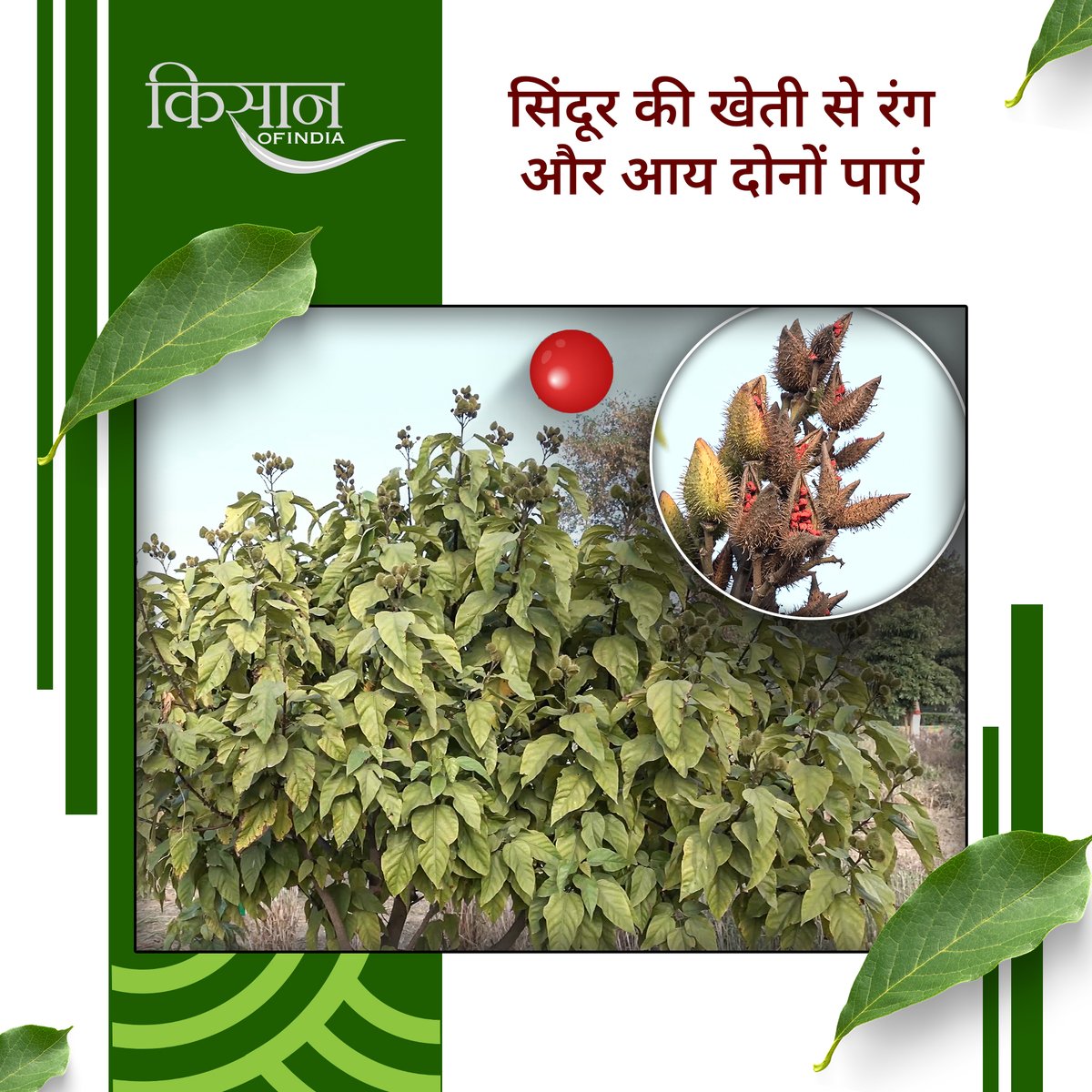 KisanofIndia's tweet photo. सिंदूर के पौधे की खेती से किसान शुद्ध ऑर्गेनिक सिंदूर, गुलाल और फ़ूड कलर बना सकते हैं, जिसकी बाज़ार में अच्छी मांग रहती है।
#Kisanofindia #Farming #Agriculture #SindoorFarming #OrganicSindoor #GulalProduction #NaturalColors #FoodColorBusiness #HerbalSindoor #OrganicGulal #NaturalColorExtraction #SindoorProcessing #OrganicBusiness #SindoorKeFayde