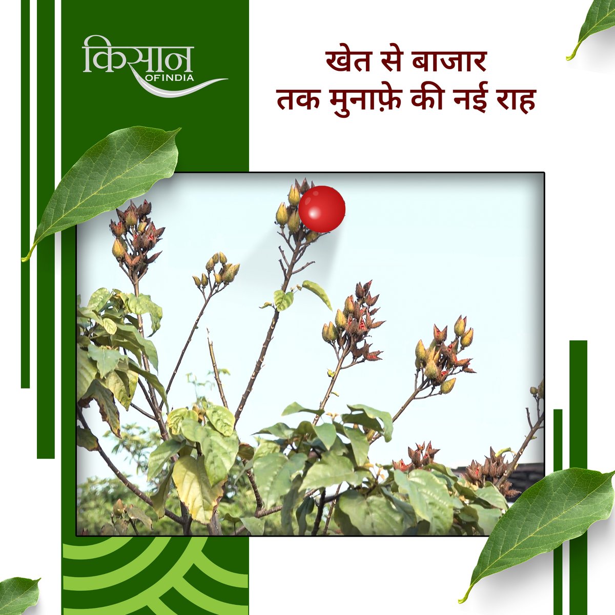 KisanofIndia's tweet photo. सिंदूर के पौधे की खेती से किसान शुद्ध ऑर्गेनिक सिंदूर, गुलाल और फ़ूड कलर बना सकते हैं, जिसकी बाज़ार में अच्छी मांग रहती है।
#Kisanofindia #Farming #Agriculture #SindoorFarming #OrganicSindoor #GulalProduction #NaturalColors #FoodColorBusiness #HerbalSindoor #OrganicGulal #NaturalColorExtraction #SindoorProcessing #OrganicBusiness #SindoorKeFayde