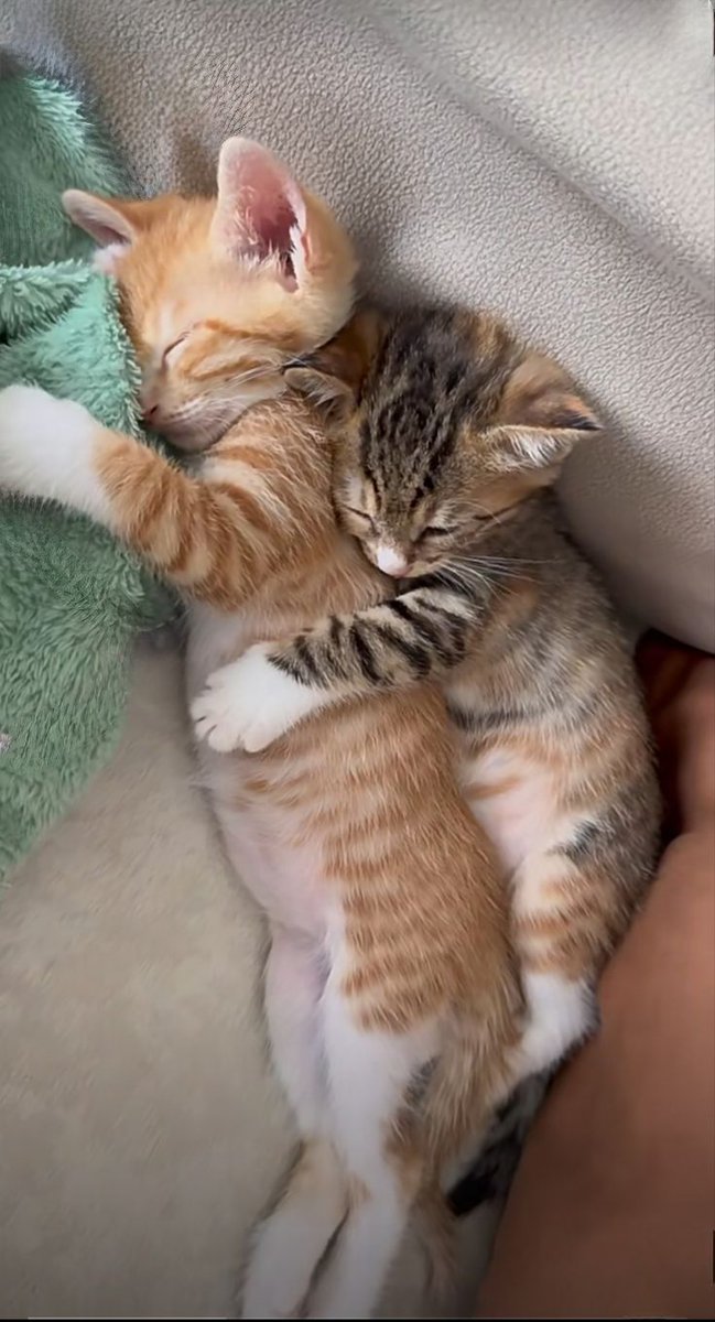 😻😻 (@kittenhideout) on Twitter photo 