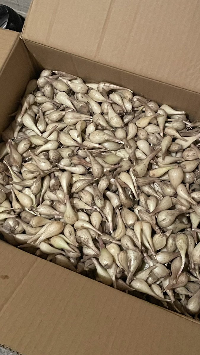 okudasato's tweet image. 実は今年も #らっきょう を大分で無農薬で作ってくださる #石井ピュアファーム にお願いして10kg送ってもらい漬けました！ひょんなことから舞鶴の担々麺が絶品の #はこ さんで出していただけることに😃自分の修行で作ったものがお店に出るなんて⁉️🎊嬉しすぎっ‼️😭🎉食べて！