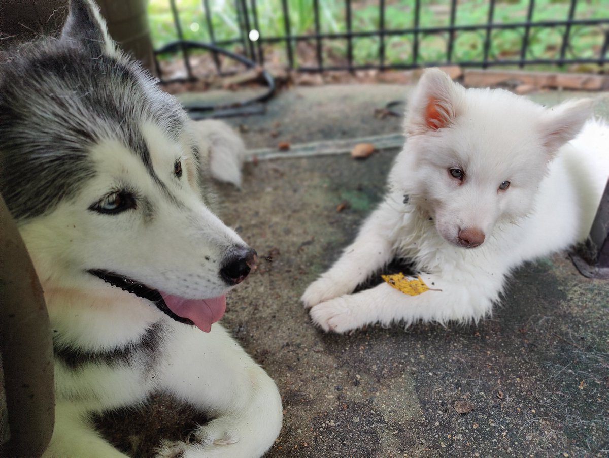 In the midst of our pain, we got another floof. Henry would have wanted us to, plus I'm sure he'd love the idea of the older dogs being tormented by a puppy so soon after his own puppyhood.