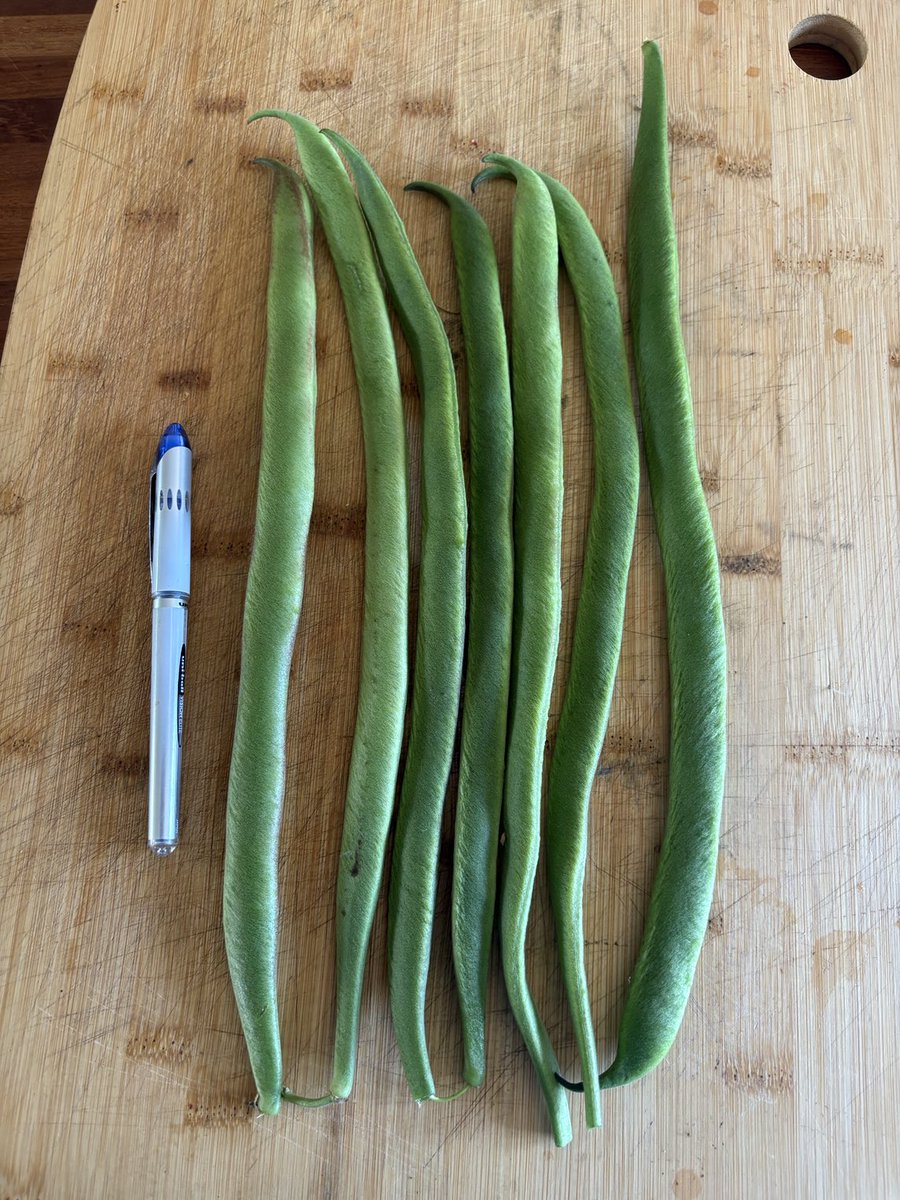 brit_battleaxe's tweet image. Say hello to BenchMark Beans; huge &amp;amp; delicious. If you don’t grow them then do try next year - pretty infallible! #YumYum #FoodForFree