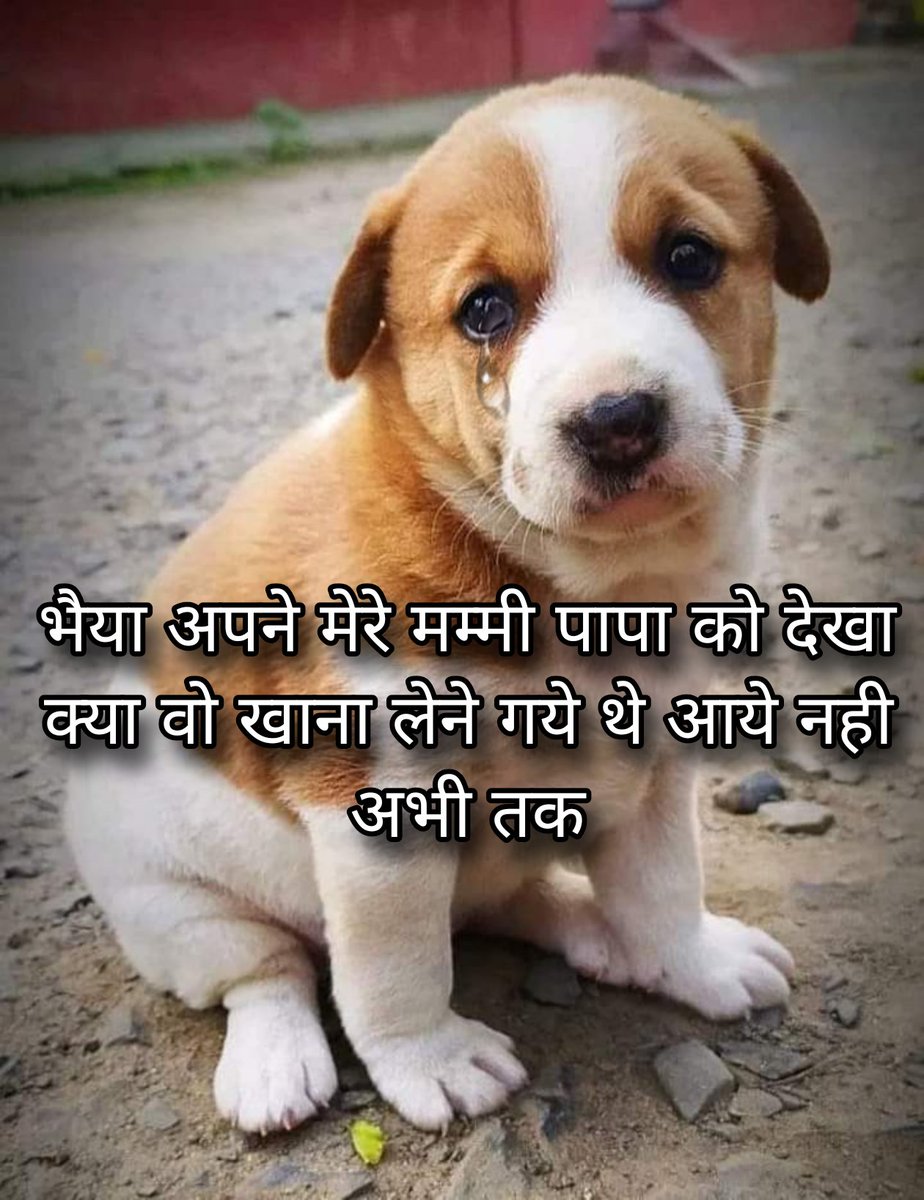 Manish Meena (@manishmeenadp) on Twitter photo #straydogs
🥺 #straydogs
🥺
