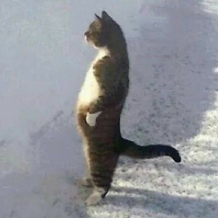 xuchwex's tweet photo. animal                                          real life https://t.co/GHZireVfCO
