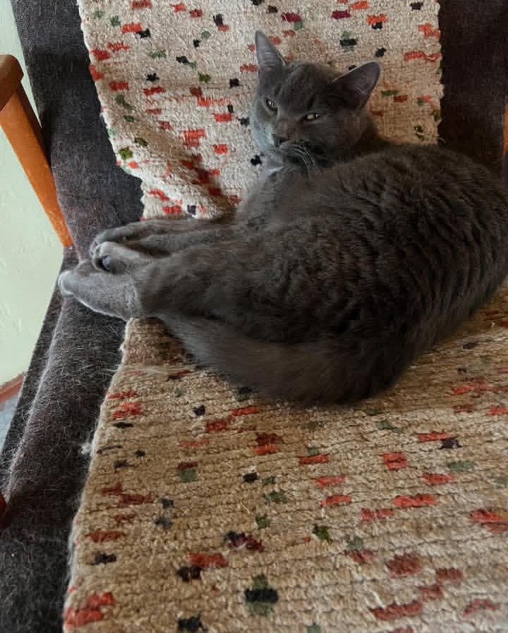 Catherinewath's tweet photo. My heart has four paws 🐾 

#KissCat #catlife #Catwoman 
❤️😍 https://t.co/Pbf1VzEvwJ