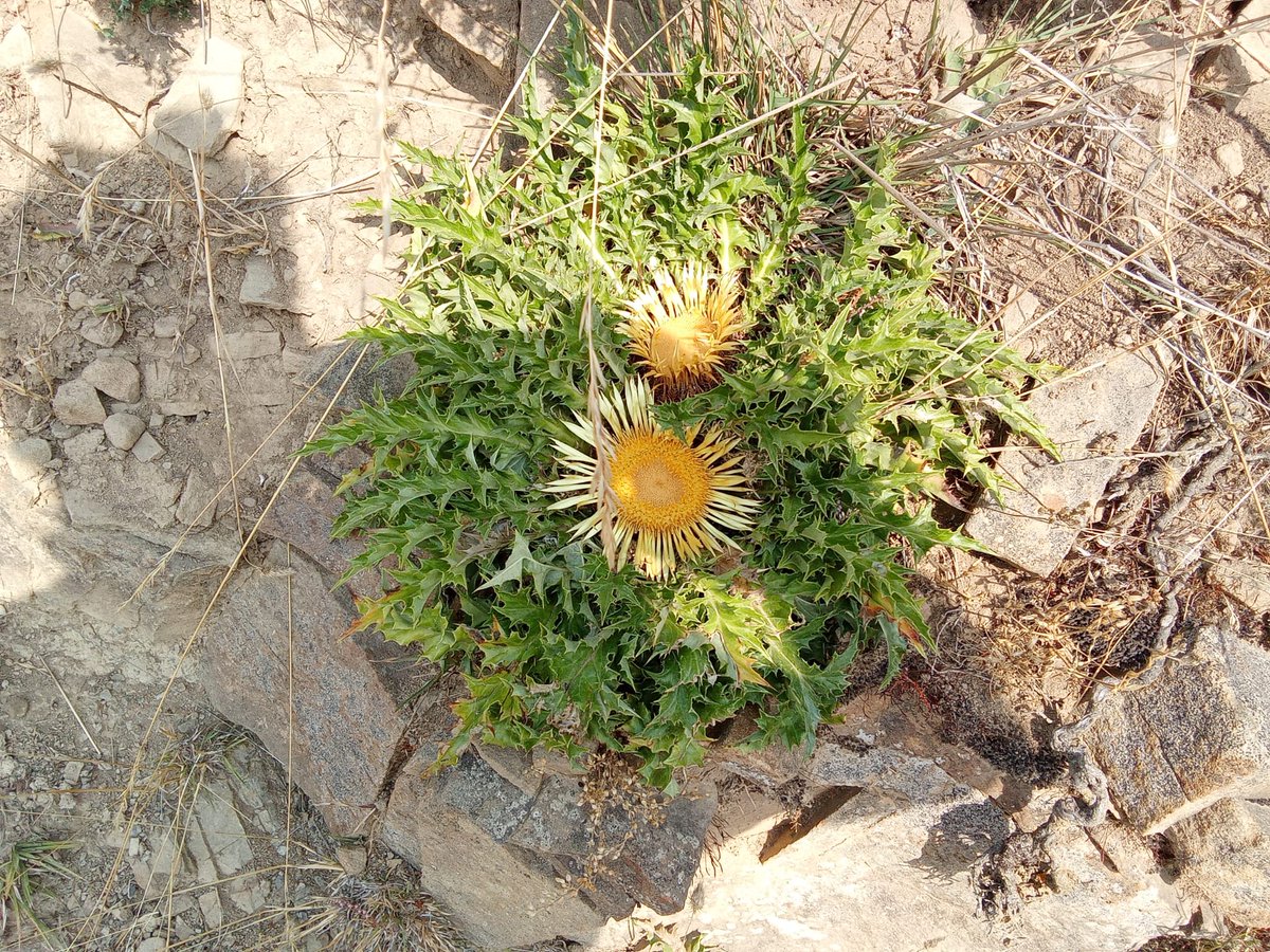 Doble eguzkilore en el Pirineo navarro. Doble protección contra las brujas y sus maleficios.