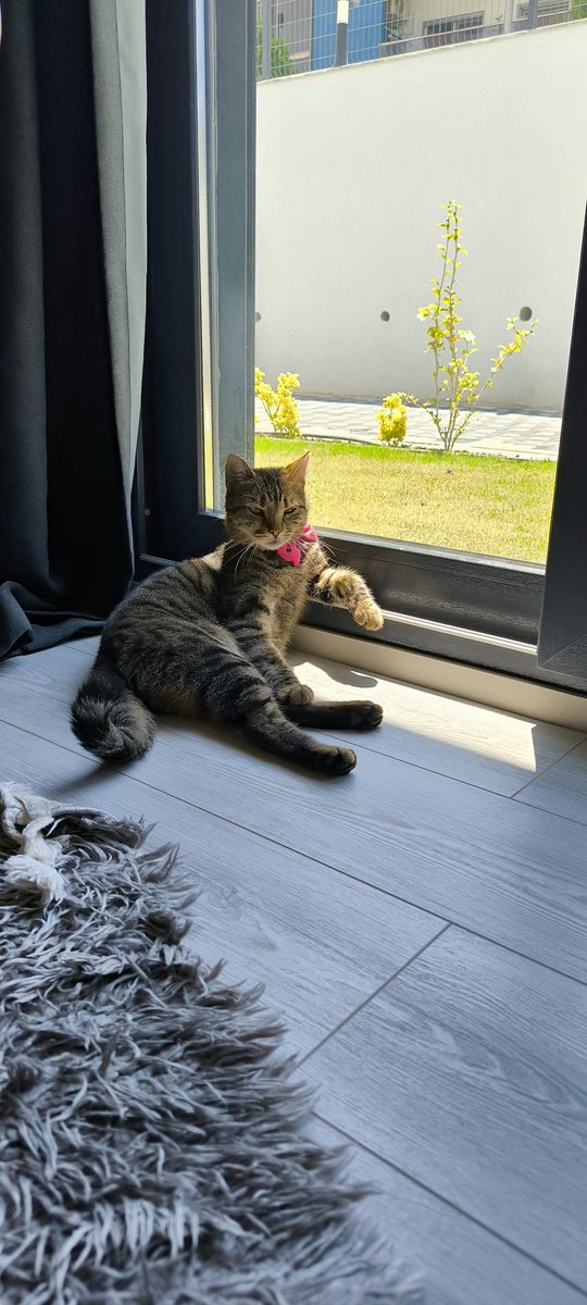 🍀🌿🍀 Have a great days my dear friends thanks for all 🙏☘️🌿☘️ 
❤️ My Cat LUNA ❤️
☮️❤️☮️ #Peace #Love #PeaceAndLove #NoWar #Peaceful #Happiness #Cat #catlovers #amazing #awesome #photooftheday #Animal #animallovers ☮️❤️☮️