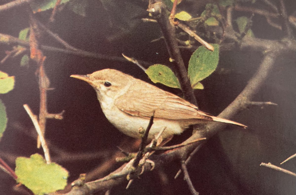 30 years ago today I found this Eastern Olivaceous Warbler at Beach Farm, Benacre