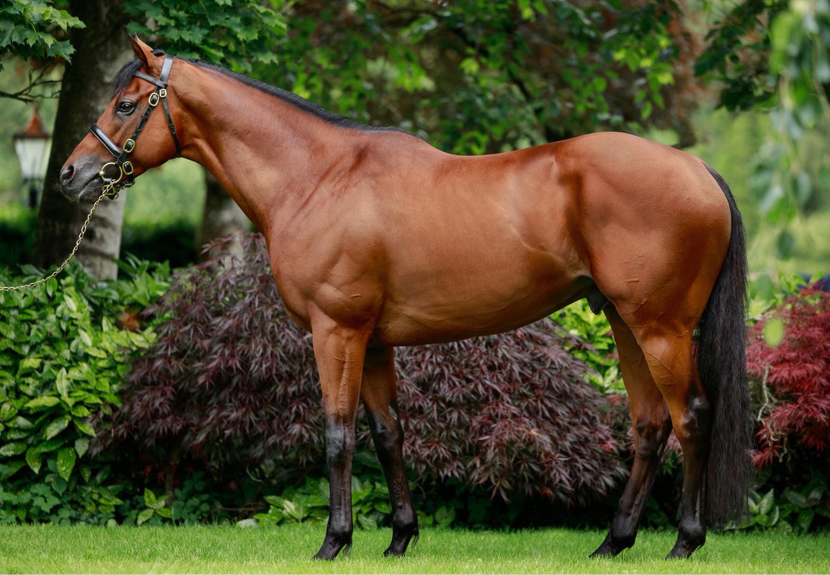 coolmorestud's tweet photo. How handsome is HENRY LONGFELLOW? 😍

Son of Dubawi and Minding ✅

Gr.1-winning 2YO ✅

Well supported in his first season at stud ✅

#CoolmoreSires #HomeOfChampions https://t.co/ny127RMb6a