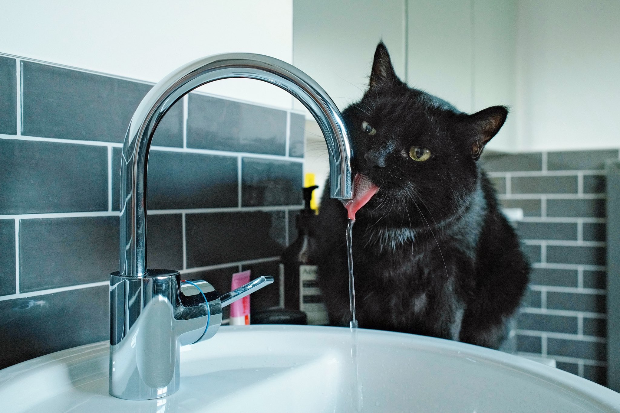 猫C 最終値下げしました！ 猫を処方いたします。 - メルカリ