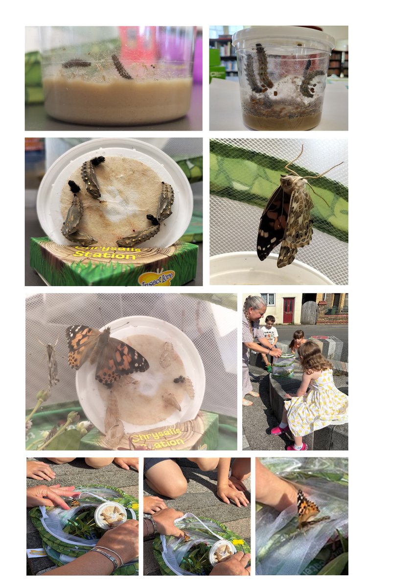 Newbridge Library (@newbridgelib) on Twitter photo Five empty empty chrysalises, five healthy butterflies! This morning we released them into the wild! Good luck guys!
<a href="/CaerphillyLibs/">Llyfrgelloedd Caerffili | Caerphilly Libraries</a> <a href="/readingagency/">The Reading Agency</a> #summerreadingchallenge #insectlore #hungrycaterpillar Five empty empty chrysalises, five healthy butterflies! This morning we released them into the wild! Good luck guys!
<a href="/CaerphillyLibs/">Llyfrgelloedd Caerffili | Caerphilly Libraries</a> <a href="/readingagency/">The Reading Agency</a> #summerreadingchallenge #insectlore #hungrycaterpillar