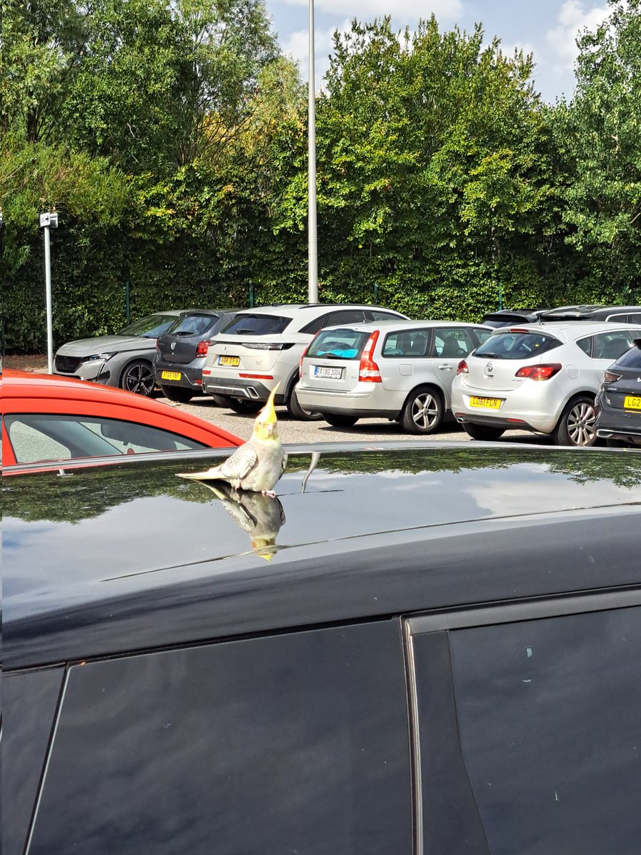 StuartFordyce1's tweet photo. @EdinburghTrams someone's lost a Cockatoo at Ingliston P&amp;R. Ringed and tame. @RSPBScotland https://t.co/cQULi9iF0h