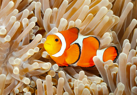 FrontMarineSci's tweet photo. We're taking a moment to appreciate orange marine life… no particular reason, maybe the currents are shifting toward a brighter era 🧡 #MarineScience #OceanLife #TS12 

🤡 Clownfish
🐠 Garibaldi
🪸Orange cup coral
🪼Sea nettle https://t.co/x8oEc1gKJy