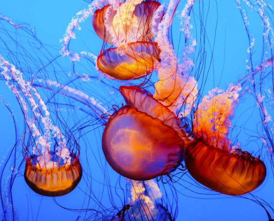 FrontMarineSci's tweet photo. We're taking a moment to appreciate orange marine life… no particular reason, maybe the currents are shifting toward a brighter era 🧡 #MarineScience #OceanLife #TS12 

🤡 Clownfish
🐠 Garibaldi
🪸Orange cup coral
🪼Sea nettle https://t.co/x8oEc1gKJy