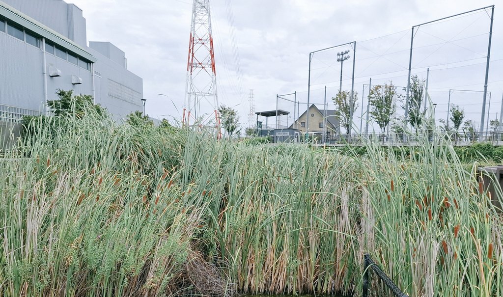 旧盆の時期が近づくと、粟や稗や玉簾や稲や枝豆で作ったあぼひぼと鬼灯とガマやおがらに囲まれてることが多いのですが、今年は近くにガマの群生をみつけて、日常の素朴な景色なんだけど、、味わい深くみつめてました。。☁️🌾