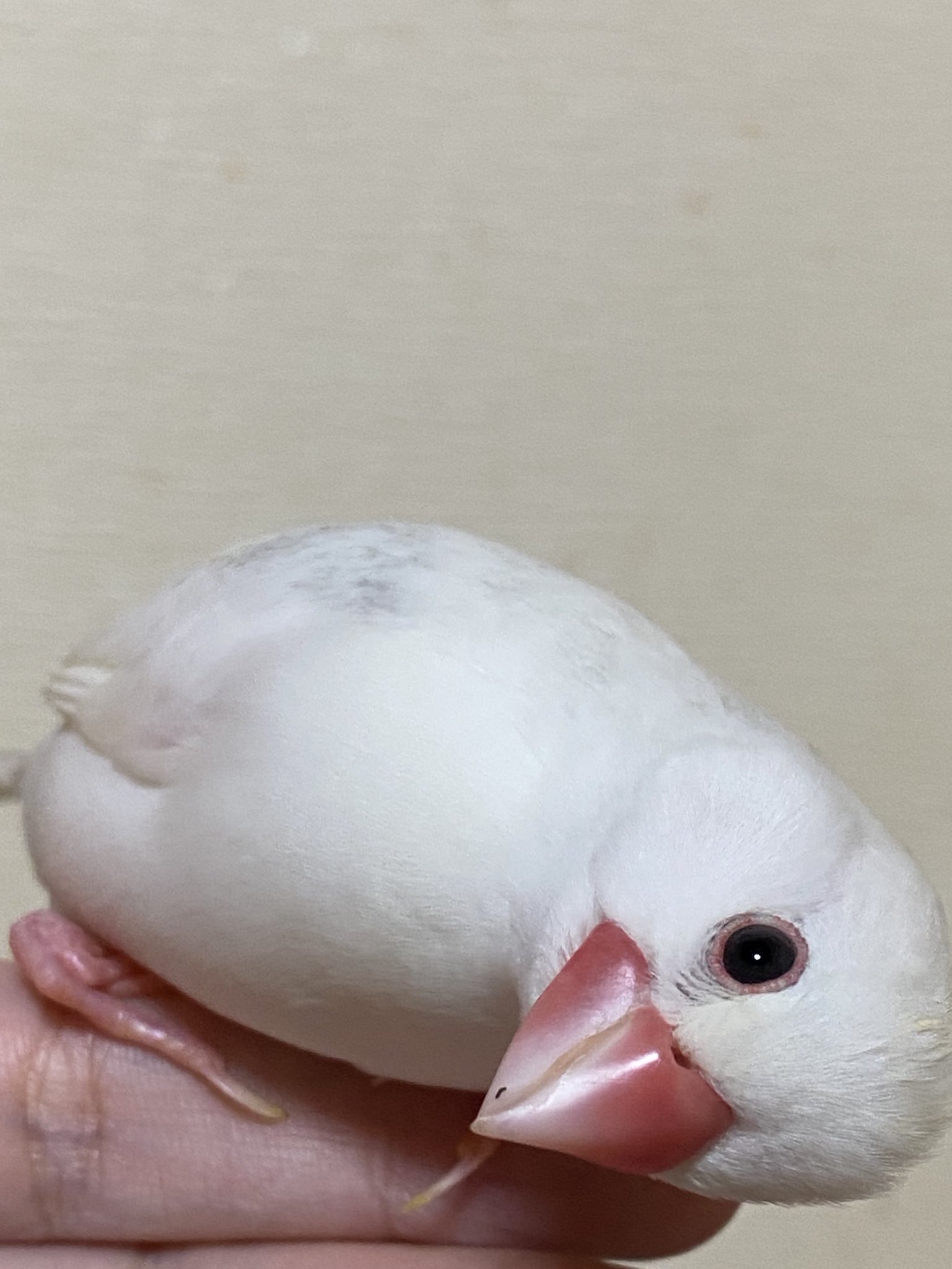 文鳥 emi on X: 