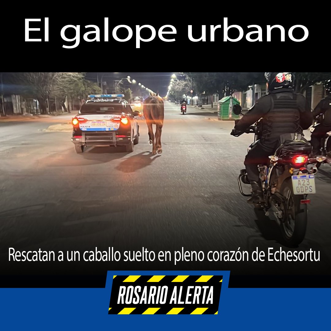 RosarioAlerta's tweet photo. 🐴 El galope urbano sorprendió a Echesortu: un caballo suelto fue rescatado por la policía en Mendoza y Matienzo.
💣 En Baigorria, hallaron un proyectil de la Segunda Guerra Mundial
#Rosario #Echesortu #AnimalRescue #Explosivos 🐎💥👮♀️ https://t.co/vwFQEwkvEd https://t.co/73YbYx5R0B