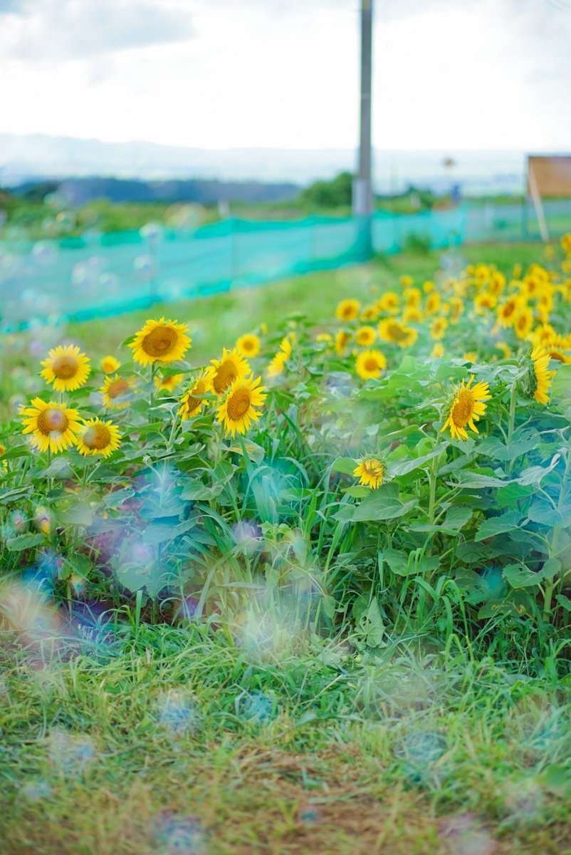 washingww's tweet photo. ひまわり https://t.co/Pmaax7Z4Nh