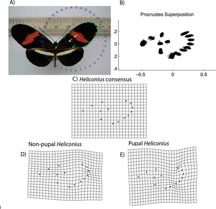 Nota Lepidopterologica tweet media