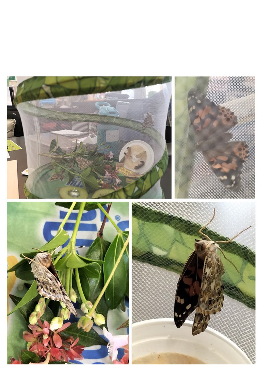 NewbridgeLib's tweet photo. Five empty empty chrysalises, five healthy butterflies! This morning we released them into the wild! Good luck guys!
@CaerphillyLibs @readingagency #summerreadingchallenge #insectlore #hungrycaterpillar https://t.co/SAQl72F2uG
