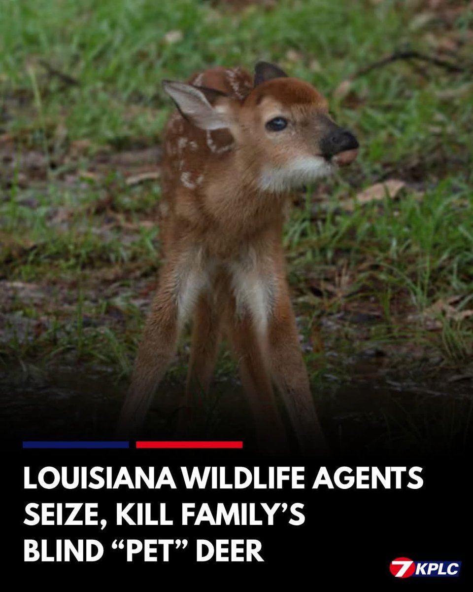 LADIES AND GENTLEMEN, IT HAPPENED AGAIN. The blind deer lived on the family's property in Livingston Parish for 7.5 years. That is until state wildlife agents found out about the deer seized him, and murdered him.