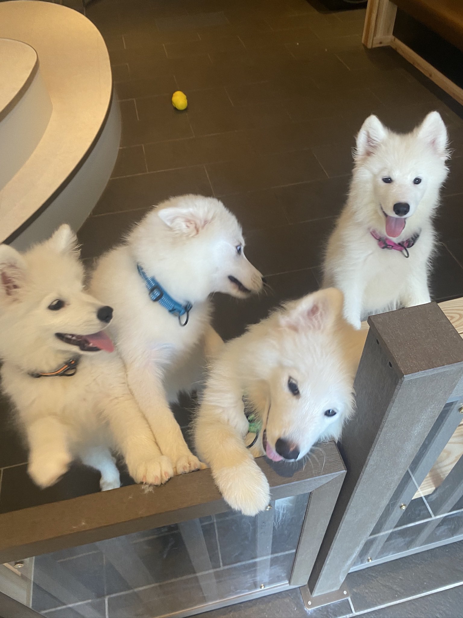 samoyed サモエド　エコファーコート GLv7nT3aYAAFuQV.jpg