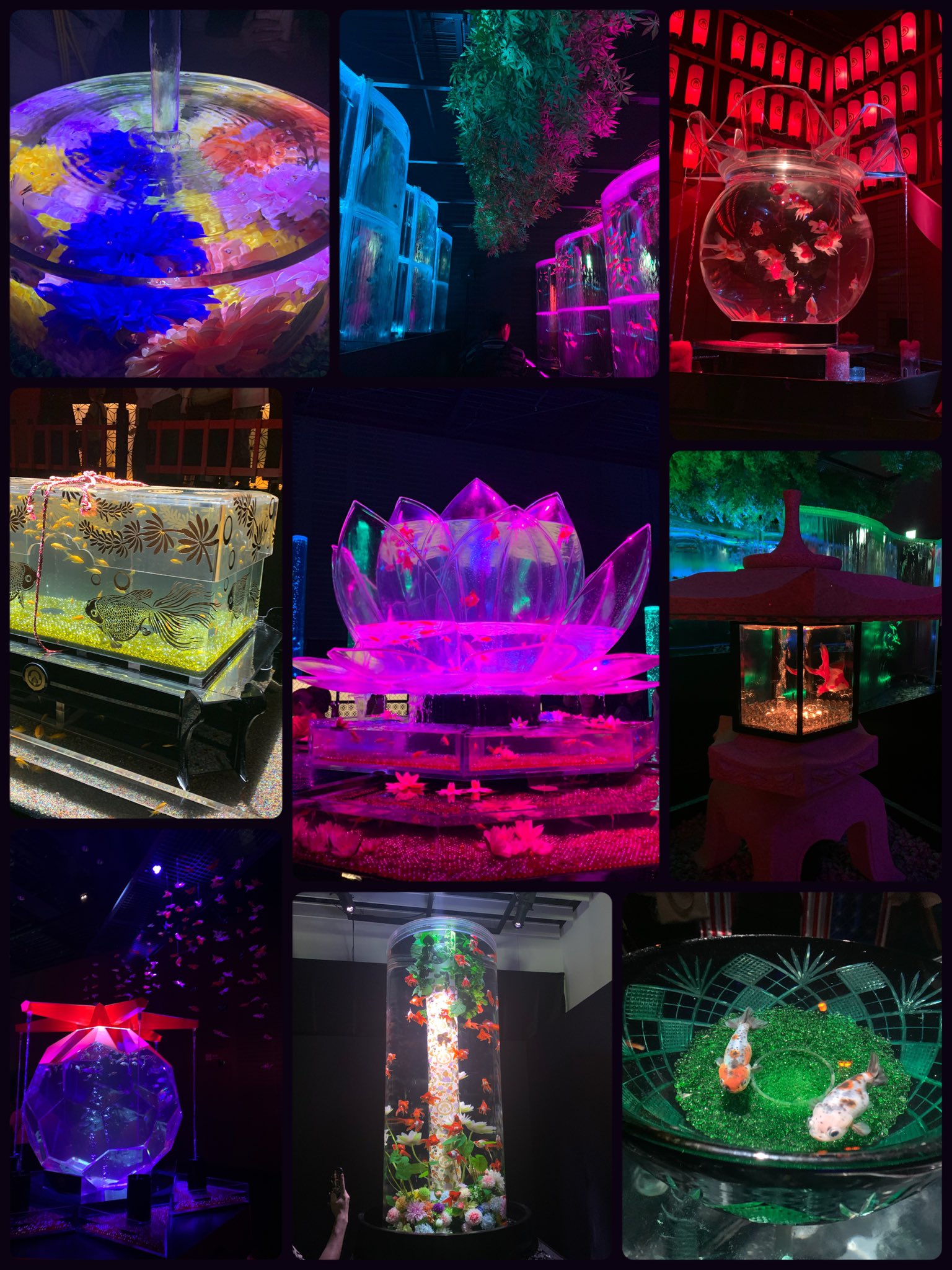 ネコママさま❤️専用きんがくまちけさかな ショーベタ専門店 よこはま金魚CT ニモキャンディa8035