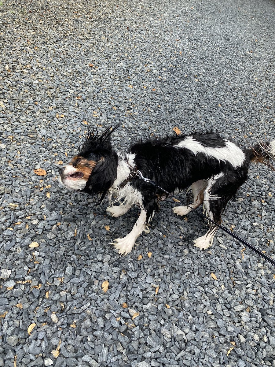 mu___tan13's tweet image. 今日も #リフト お聴きいただきありがとうございました！
うちの愛犬えびす丸の失敗写真です🤣
犬はぶちゃいくも愛おしい〜〜