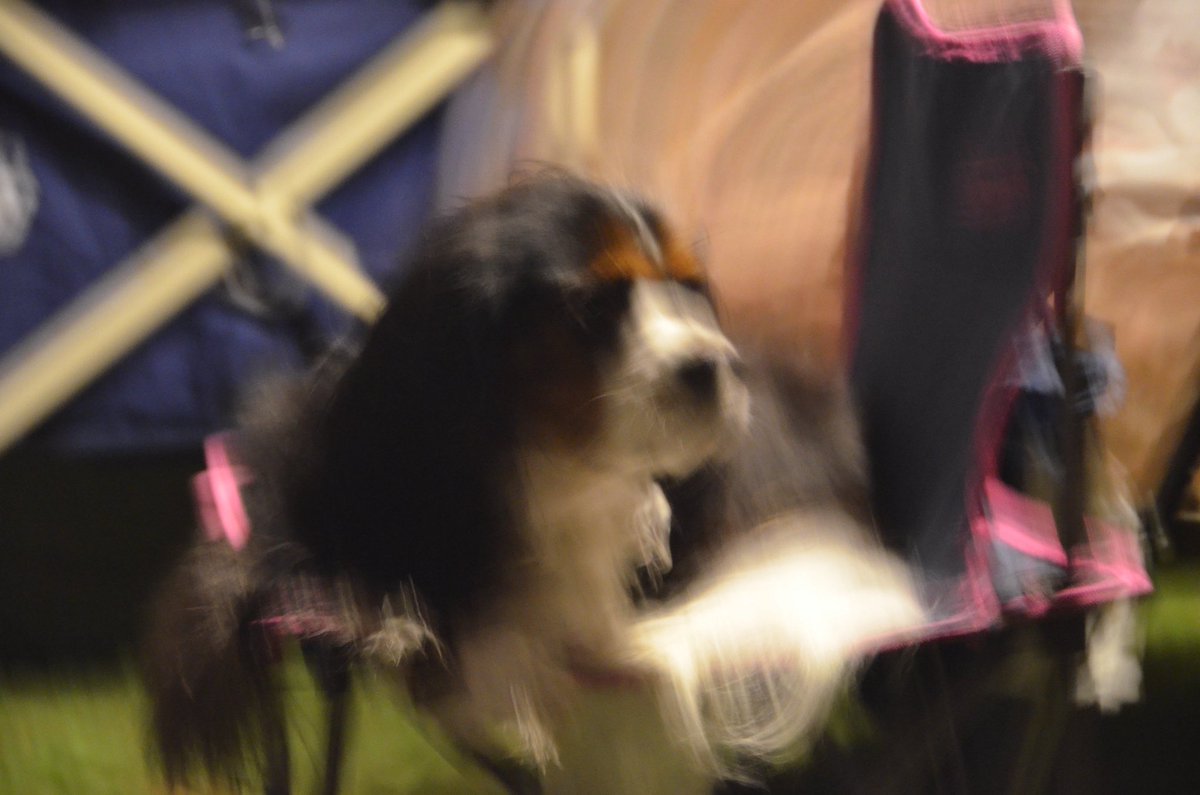 mu___tan13's tweet image. 今日も #リフト お聴きいただきありがとうございました！
うちの愛犬えびす丸の失敗写真です🤣
犬はぶちゃいくも愛おしい〜〜