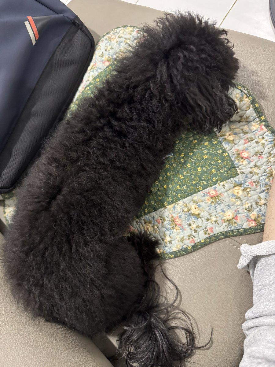 NelloCasts's tweet photo. My doggos Toto and Crystal were in the boarding house for 13 days, literally jumped up and down when they finally saw Daddy came to pick them up after @MarvelRivals Ignite 😭❤️ https://t.co/k8gYNn4BKX